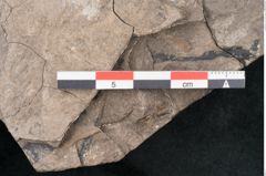 Foto (Detailansicht) von Quercus naumanni Ettingshausen (NHMW-GEO-2024-0188-7970)